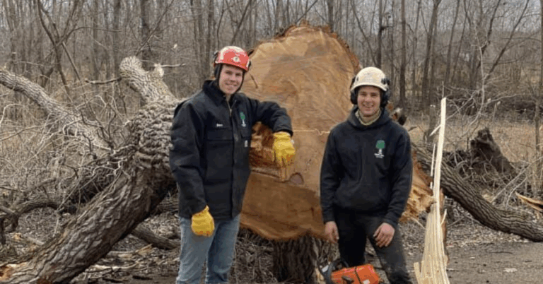 Tree Trimming Services: Keep Your Trees Healthy and Beautiful