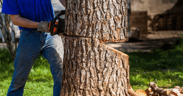 Tree Logging Service Near Me: Expert Solutions for Your Forestry Needs